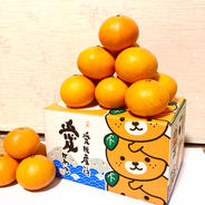 瀬戸内海まどんな3kg【愛媛果試第28号】 約3kg 果物や野菜などのお取り寄せ宅配食材通販産地直送アウル