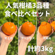 柑橘詰め合わせ 3種 計5kg せとかプリンセス 不知火 食べ比べ 愛媛県産