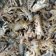 期間限定！ほぼ売ってない激レアな魚！シャク1キロ冷凍(500g×2袋) 1キロ(500g×2袋) 果物や野菜などのお取り寄せ宅配食材通販産地直送アウル