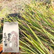 奈良県産】マコモの生葉 1kg □刈り取ったその日に発送します ｜ 花