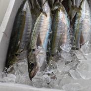 甑島産　ムロアジ(セイメイ)大サイズ 4kg 果物や野菜などのお取り寄せ宅配食材通販産地直送アウル