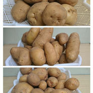 自然栽培のじゃがいも（デストロイヤーとタワラヨーデル）2kg | 野菜