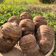 かゆくならないと評判！おおふくの里芋の親芋(頭芋)5キロ 無農薬無化学
