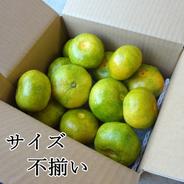 【バラ詰め】【2箱まとめ買い】さっぱりとした甘さ！グリーンハウスみかん「蜜ツ星（みつぼし）」　お試し品　２ｋｇ入２箱（計４ｋｇ）　【商品番号36-2】 2kg2箱セット（計4kg） 果物や野菜などのお取り寄せ宅配食材通販産地直送アウル