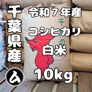 千葉県産 令和7年産 コシヒカリ 白米 20kg ｜ 米・穀物/米/精米 産直