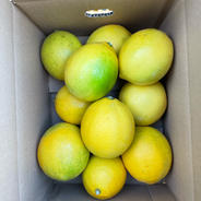 20日間限定！爽やか国産グリーンレモン（マイヤー種） | 果物/香酸