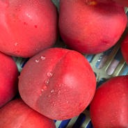 スウィート・ネクタリン🍑7月中旬以降の発送 ネクタリン　8〜12玉 果物や野菜などのお取り寄せ宅配食材通販産地直送アウル