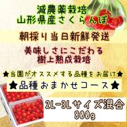 ★朝採り当日発送★美味しさにこだわる★樹上熟成栽培★当園イチオシ♪美味しいさくらんぼをお届け♪ 品種おまかせ2L-3L混合800g 果物や野菜などのお取り寄せ宅配食材通販産地直送アウル