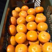 大きな江戸柿【送料500円引き】和歌山県産 吊るし柿用渋柿 ｜ 果物/柿