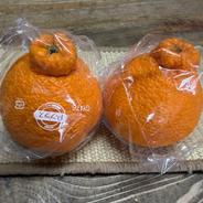 家庭用 不知火 5キロ箱 （15玉から22玉入）デコポンと同じ品質 みかん