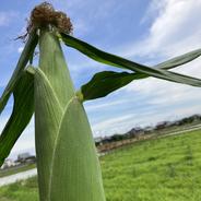トウモロコシ　プレミアム味来（みらい） １箱10本入り 果物や野菜などのお取り寄せ宅配食材通販産地直送アウル
