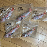 幻の高級魚！のどぐろ！1.4キロ！活き締め！下処理済み！釣りもの！ 1.4kg 果物や野菜などのお取り寄せ宅配食材通販産地直送アウル