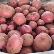 常温便】食べ比べ デストロイヤー＆タワラマゼラン 計3kg(16-36個程度