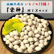 祖父江の銀杏《藤九郎》【特大大粒4Lサイズ】500g | 野菜/その他野菜