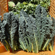 カーボロネロ500g 500g 果物や野菜などのお取り寄せ宅配食材通販産地直送アウル