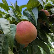 【あかつき】家庭用🍑3kg陽射しを浴びた果汁たっぷり桃 3kg 果物や野菜などのお取り寄せ宅配食材通販産地直送アウル