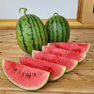 【訳あり】種から育てた無農薬無化学肥料栽培　小玉スイカ　2.4～３kg × ２個 ２個　４～６ｋｇ 果物や野菜などのお取り寄せ宅配食材通販産地直送アウル