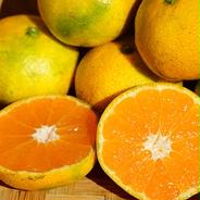 清水果樹園の早生みかん約5k 約5k 果物や野菜などのお取り寄せ宅配食材通販産地直送アウル