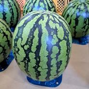 山形県産 すいか 羅皇ザ・スウィート 2Lサイズ 家庭用 | 果物/スイカ