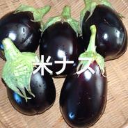 激暑に耐える米ナス 米ナス6個前後 果物や野菜などのお取り寄せ宅配食材通販産地直送アウル