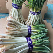 農家直送】沖縄 伊江島特産島らっきょう500g ｜ 野菜/その他野菜 産直