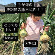 【最終】淡路島の新玉ねぎ！3キロ 玉ねぎ10玉ほど 果物や野菜などのお取り寄せ宅配食材通販産地直送アウル