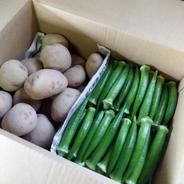 丸オクラとじゃがいもセット 丸オクラ１kg　じゃがいも２kg 果物や野菜などのお取り寄せ宅配食材通販産地直送アウル