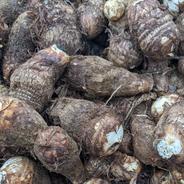 農薬化成肥料不使用の里芋 出来る限り２kgに近づけます。 果物や野菜などのお取り寄せ宅配食材通販産地直送アウル