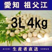2026年新物 久寿 銀杏 ぎんなん 祖父江産 2L 3kg 2026年新物！ 愛知県 祖父江産 久寿 銀杏 ぎんなん 3L 2kg ☆秋の味覚
