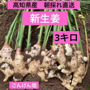 高知県産 朝採れ直送新生姜 8キロ ｜ 野菜/薬味 産直アウル 農家・漁師