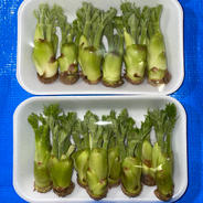 【冷蔵】山形県産たらの芽250g 250g 果物や野菜などのお取り寄せ宅配食材通販産地直送アウル