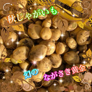 ながさき黄金 | 野菜/じゃがいも 産直アウル 農家から直接野菜などの