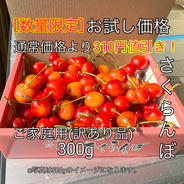 【数量限定お試し価格】さくらんぼご家庭用(訳あり品)300g さくらんぼ300g 果物や野菜などのお取り寄せ宅配食材通販産地直送アウル