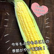 北海道産直送/とうもろこしイエロー6本 6本入 果物や野菜などのお取り寄せ宅配食材通販産地直送アウル