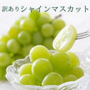 限定】希少品種食べ比べ 約2kg (サンシャインレッド2房+シャイン
