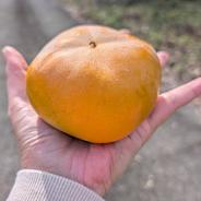 大きな江戸柿【送料500円引き】和歌山県産 吊るし柿用渋柿 ｜ 果物/柿