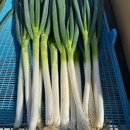秋田県三種町の長ネギ【農薬不使用で育ちました】 8kg 果物や野菜などのお取り寄せ宅配食材通販産地直送アウル