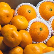 淡路島産　早生みかん　秀品+家庭用　小玉（2S以下）　10kg 保証分500g付き】 淡路島産 早生みかん 訳あり 小玉2S以下混合 10kg