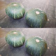 ☆北海道産☆化学農薬不使用かぼちゃ、白九重栗2個セット ｜ 野菜