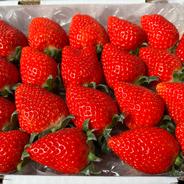 濃厚な味わい！！完熟よつぼし☆20パック入り | 果物/いちご 産直