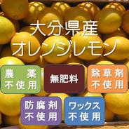 無農薬のオレンジレモン　マイヤー農薬不使用 1キロ 果物や野菜などのお取り寄せ宅配食材通販産地直送アウル