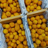 デコっと不知火【小玉】4.8kg(箱込) 4.8kg(箱込) 果物や野菜などのお取り寄せ宅配食材通販産地直送アウル