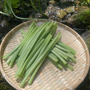 わさび(葉・茎) 朝獲れ】わさびの葉、茎 東京産 ｜ 野菜/薬味 産直アウル 農家・漁師
