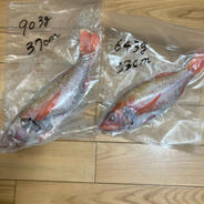 幻の高級魚！のどぐろ！ラスト！超特大、特大サイズ入り！1.5キロ！ 1.5 果物や野菜などのお取り寄せ宅配食材通販産地直送アウル