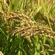 新米 大特価品 令和8年産 淡路島キヌヒカリ 玄米30キロ ｜ 米・穀物/米