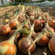EM自然農法・無農薬栽培・新玉ねぎ・石川県産 3kg 3kg 果物や野菜などのお取り寄せ宅配食材通販産地直送アウル
