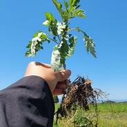 天然よもぎ【奈良県産】500g～農薬不使用の畑に自生～☆新鮮保持の
