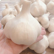 訳あり・土付き芽あり】青森にんにく白玉王（中小玉）10kg ｜ 野菜