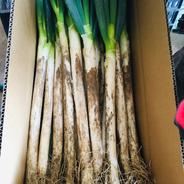 美味,深谷ネギ　御家庭用大きさ色々！10ｋｇお得です！ 深谷ねぎ10ｋｇ 果物や野菜などのお取り寄せ宅配食材通販産地直送アウル