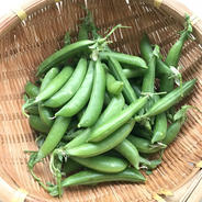 自然栽培スナップエンドウ1.5kg スナップエンドウ　バラ1.5kg 果物や野菜などのお取り寄せ宅配食材通販産地直送アウル